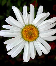 Chrysanthemum 4154
